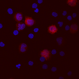 <b>Biological Strategies Validation. </b>IL‑1 beta /IL‑1F2 was detected in immersion fixed human peripheral blood mononuclear cells (PBMCs) using Human IL‑1 beta /IL‑1F2 Monoclonal Antibody (Catalog # MAB201) at 10 &micro;g/mL for 3 hours at room temperature. Cells were stained using the NorthernLights&trade; 557-conjugated Anti-Mouse IgG Secondary Antibody (red; Catalog # NL007) and counterstained with DAPI (blue). View our protocol for Fluorescent ICC Staining of Non-adherent Cells.