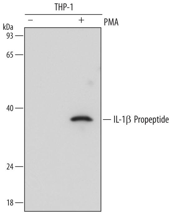 Western blot shows lysates of THP-1 human acute monocytic leukemia cell line untreated (-) or treated (+) with 80 nM PMA for 48 hours. PVDF membrane was probed with 2 µg/mL of Mouse Anti-Human IL-1 beta /IL-1F2 Propeptide Monoclonal Antibody (Catalog # MAB6964) followed by HRP-conjugated Anti-Mouse IgG Secondary Antibody (Catalog # HAF007). A specific band was detected for IL-1 beta /IL-1F2 Propeptide at approximately 34 kDa (as indicated). This experiment was conducted under reducing conditions and using Immunoblot Buffer Group 2.