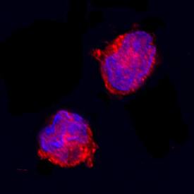 IL-1ra/IL-1F3 was detected in immersion fixed equine peripheral blood mononuclear cells (PBMCs) using Goat Anti-Equine IL-1ra/IL-1F3 Antigen Affinity-purified Polyclonal Antibody (Catalog # AF2466) at 15 µg/mL for 3 hours at room temperature. Cells were stained using the Northern-Lights™ 557-conjugated Anti-Goat IgG Secondary Antibody (red; NL001) and counterstained with DAPI (blue). Specific staining was localized to plasma membrane. View our protocol for Fluorescent ICC Staining of Non-adherent Cells.