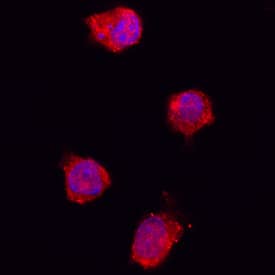 IL-1ra/IL-1F3 was detected in immersion fixed porcine peripheral blood mononuclear cells (PBMCs) using Goat Anti-Porcine IL-1ra/ IL-1F3 Antigen Affinity-purified Polyclonal Antibody (Catalog # AF780) at 15 µg/mL for 3 hours at room temperature. Cells were stained using the NorthernLights™ 557-conjugated Anti-Goat IgG Secondary Antibody (red; Catalog # NL001) and counterstained with DAPI (blue). Specific staining was localized to plasma membrane and cytoplasm. View our protocol for Fluorescent ICC Staining of Non-adherent Cells.