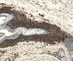 Immunohistochemistry IL-20R alpha Antibody (173707) [Unconjugated]