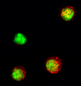 Immunocytochemistry IL-21 Antibody [Unconjugated]