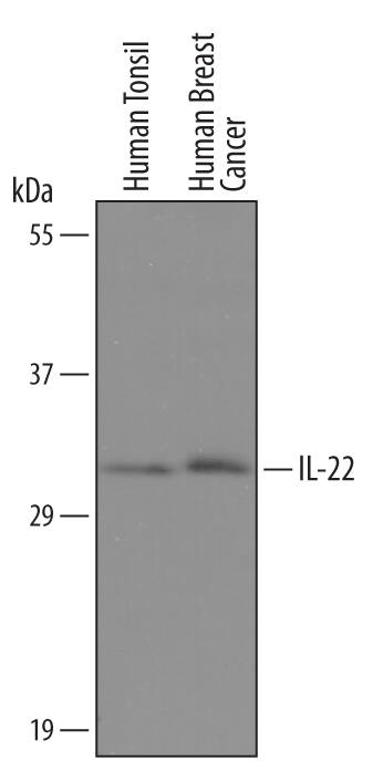 Western Blot IL-22 Antibody