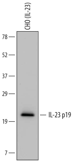 Western blot shows lysates of a CHO cell line transfected with human IL-23. A PVDF membrane was probed with 1 µg/mL of Goat Anti-Human IL-23 p19 Antigen Affinity-purified Polyclonal Antibody (Catalog # AF1716) followed by HRP-conjugated Anti-Goat IgG Secondary Antibody (Catalog # HAF109). A specific band was detected for IL-23 p19 at approximately 21 kDa (as indicated). This experiment was conducted under reducing conditions and using Immunoblot Buffer Group 1.