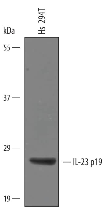 Western blot shows lysates of Hs 294T human melanoma cell line. PVDF Membrane was probed with 1 µg/mL of Feline IL-23 p19 Antigen Affinity-purified Polyclonal Antibody (Catalog # AF6238) followed by HRP-conjugated Anti-Sheep IgG Secondary Antibody (Catalog # HAF016). A specific band was detected for IL-23 p19 at approximately 27 kDa (as indicated). This experiment was conducted under reducing conditions and using Immunoblot Buffer Group 8.