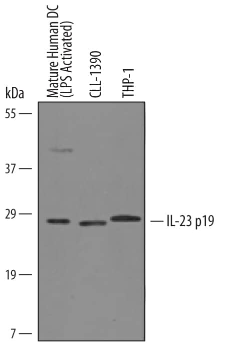 Western blot shows lysates of human mature dendritic cells (LPS activated), CLL-1390 canine leukocytic round cell neoplasia cell line, and THP-1 human acute monocytic leukemia cell line. PVDF Membrane was probed with 0.5 µg/mL of Sheep Anti-Canine IL-23 p19 Antigen Affinity-purified Polyclonal Antibody (Catalog # AF6250) followed by HRP-conjugated Anti-Sheep IgG Secondary Antibody (Catalog # HAF016). A specific band was detected for IL-23 p19 at approximately 26-28 kDa (as indicated). This experiment was conducted under reducing conditions and using Immunoblot Buffer Group 8.