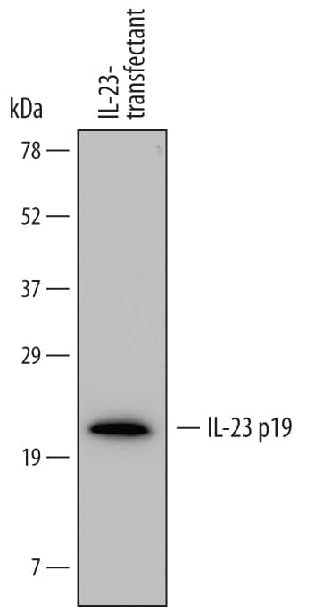 Western blot shows lysates of CHO Chinese hamster ovary cell line transfected with human IL-23. PVDF membrane was probed with 1 µg/mL of Mouse Anti-Human IL-23 p19 Monoclonal Antibody (Catalog # MAB17161) followed by HRP-conjugated Anti-Mouse IgG Secondary Antibody (Catalog # HAF007). A specific band was detected for IL-23 p19 at approximately 21 kDa (as indicated). This experiment was conducted under reducing conditions and using Immunoblot Buffer Group 1.