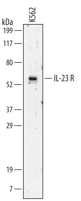 Western blot shows lysates of K562 human chronic myelogenous leukemia cell line. PVDF membrane was probed with 2 µg/mL of Human IL-23 R Monoclonal Antibody (Catalog # MAB14001) followed by HRP-conjugated Anti-Mouse IgG Secondary Antibody (Catalog # HAF007). A specific band was detected for IL-23 R at approximately 58 kDa (as indicated). This experiment was conducted under non-reducing conditions and using Immunoblot Buffer Group 1.