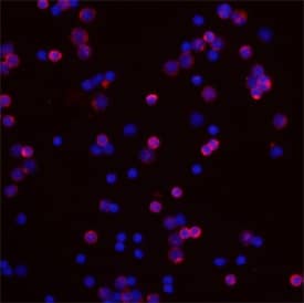 IL-24 was detected in immersion fixed mouse splenocytes using Rat Anti-Mouse IL-24 Monoclonal Antibody (Catalog # MAB2786) at 10 µg/mL for 3 hours at room temperature. Cells were stained using the Northern-Lights™ 557-conjugated Anti-Rat IgG Secondary Antibody (red; Catalog # NL013) and counterstained with DAPI (blue). Specific staining was localized to cytoplasm. View our protocol for Fluorescent ICC Staining of Non-adherent Cells.