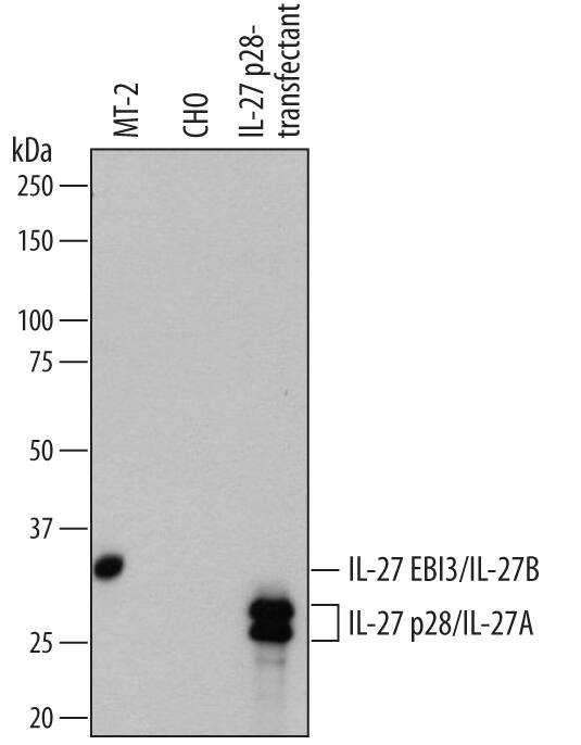 Western Blot IL-27 Antibody [Unconjugated]