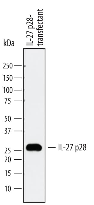 Western blot shows lysates of CHO Chinese hamster ovary cell line transfected with mouse IL-27 p28/IL-30. PVDF membrane was probed with 1 µg/mL of Rat Anti-Mouse IL-27 p28/IL-30 Monoclonal Antibody (Catalog # MAB7430) followed by HRP-conjugated Anti-Rat IgG Secondary Antibody (Catalog # HAF005). A specific band was detected for IL-27 p28/IL-30 at approximately 28 kDa (as indicated). This experiment was conducted under reducing conditions and using Immunoblot Buffer Group 1.