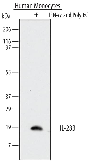 Western blot shows lysates of human monocytes treated (+) with 10 ng/mL of rhIFN-alpha  for 24 hours and then further stimulated with 10 µg/mL of poly I:C for 48 hours. PVDF Membrane was probed with 2 µg/mL of Mouse Anti-Human IL-28B/IFN-lambda 3 Monoclonal Antibody (Catalog # MAB5259) followed by HRP-conjugated Anti-Mouse IgG Secondary Antibody (Catalog # HAF007). A specific band was detected for IL-28B/IFN-lambda 3 at approximately 19 kDa (as indicated). This experiment was conducted under reducing conditions and using Immunoblot Buffer Group 1.