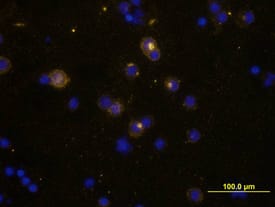 <b>Biological Strategies Validation. </b>IL-2 was detected in immersion fixed human peripheral blood mononuclear cells (PBMCs) stimulated with PMA, ionomyocin, and monensin using Goat Anti-Human IL-2 Antigen Affinity-purified Polyclonal Antibody (Catalog # AF-202-NA) at 10 µg/mL for 3 hours at room temperature. Cells were stained using the NorthernLights™ 557-conjugated Anti-Goat IgG Secondary Antibody (yellow; (NL001) and counter-stained with DAPI (blue). View our protocol for Fluorescent ICC Staining of Non-adherent Cells.