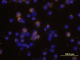 IL-2 was detected in immersion fixed feline peripheral blood mononuclear cells (PBMCs) using Goat Anti-Feline IL-2 Biotinylated Antigen Affinity-purified Polyclonal Antibody (Catalog # BAF1890) at 10 µg/mL for 3 hours at room temperature. Cells were stained using the NorthernLights™ 557-conjugated Anti-Goat IgG Secondary Antibody (yellow; Catalog # NL001) and counterstained with DAPI (blue). View our protocol for Fluorescent ICC Staining of Non-adherent Cells.