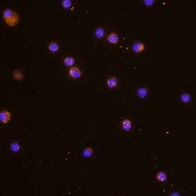 <b>Biological Strategies Validation. </b>IL-32a was detected in immersion fixed human peripheral blood mononuclear cells (PBMCs) using Human IL-32a Monoclonal Antibody (Catalog # MAB30401) at 10 µg/mL for 3 hours at room temperature. Cells were stained using the NorthernLights™ 557-conjugated Anti-Rat IgG Secondary Antibody (yellow; Catalog # NL013) and counterstained with DAPI (blue). Specific staining was localized to cytoplasm. View our protocol for Fluorescent ICC Staining of Non-adherent Cells.