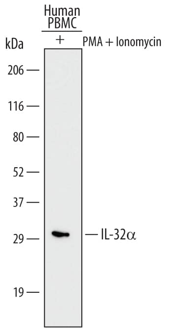 Western blot shows lysates of human peripheral blood mononuclear cells (PBMC) treated (+) with 200 ng/mL Ionomycin and 10 ng/mL PMA for 72 hours. PVDF Membrane was probed with 2 µg/mL of Human IL-32a Monoclonal Antibody (Catalog # MAB30401) followed by HRP-conjugated Anti-Rat IgG Secondary Antibody (Catalog # HAF005). A specific band was detected for IL-32a at approximately 30 kDa (as indicated). This experiment was conducted under reducing conditions and using Immunoblot Buffer Group 1.