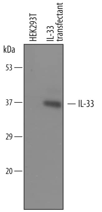 Western blot shows lysates of HEK293T human embryonic kidney cell line either mock transfected or transfected with full length mouse IL-33. PVDF membrane was probed with 0.4 µg/mL of Goat Anti-Mouse IL-33 Antigen Affinity-purified Polyclonal Antibody (Catalog # AF3626) followed by HRP-conjugated Anti-Goat IgG Secondary Antibody (Catalog # HAF109). A specific band was detected for IL-33 at approximately 37 kDa (as indicated). This experiment was conducted under reducing conditions and using Immunoblot Buffer Group 1.