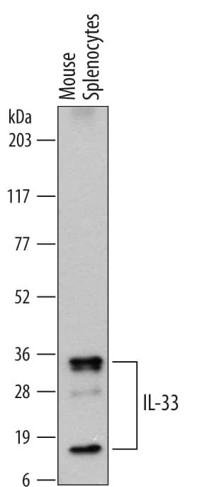 Western blot shows lysates of mouse splenocytes. PVDF membrane was probed with 0.5 µg/mL of Rat Anti-Mouse IL-33 Monoclonal Antibody (Catalog # MAB3626) followed by HRP-conjugated Anti-Rat IgG Secondary Antibody (Catalog # HAF005). Specific bands were detected for IL-33 at approximately 18 and 35 kDa (as indicated). This experiment was conducted under reducing conditions and using Immunoblot Buffer Group 1.