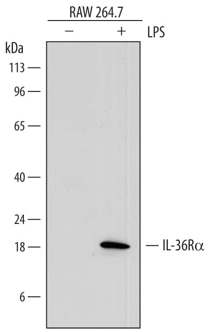 Western blot shows lysates of RAW 264.7 mouse monocyte/macrophage cell line untreated (-) or treated (+) with 10 µg/mL LPS for 4 hours. PVDF membrane was probed with 1 µg/mL of Rat Anti-Mouse IL-36Ra/IL-1F5 Monoclonal Antibody (Catalog # MAB2714) followed by HRP-conjugated Anti-Rat IgG Secondary Antibody (Catalog # HAF005). A specific band was detected for IL-36Ra/IL-1F5 at approximately 18 kDa (as indicated). This experiment was conducted under reducing conditions and using Immunoblot Buffer Group 1.