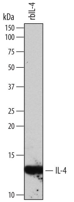 Western blot shows Recombinant Bovine IL-4 (Catalog # 2469-BL) (10 ng/lane). PVDF membrane was probed with 2 µg/mL of Mouse Anti-Bovine IL-4 Monoclonal Antibody (Catalog # MAB2469) followed by HRP-conjugated Anti-Mouse IgG Secondary Antibody (Catalog # HAF007). A specific band was detected for IL-4 at approximately 12 kDa (as indicated). This experiment was conducted under reducing conditions and using Immunoblot Buffer Group 1.