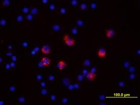 IL-6 was detected in immersion fixed human peripheral blood mononuclear cells (PBMCs) stimulated with LPS and monensin using Human/Primate IL-6 Biotinylated Antigen Affinity-purified Polyclonal Antibody (Catalog # BAF206) at 10 µg/mL for 3 hours at room temperature. Cells were stained using the NorthernLights™ 557-conjugated Streptavidin (red; Catalog # NL999) and counterstained with DAPI (blue). View our protocol for Fluorescent ICC Staining of Non-adherent Cells.