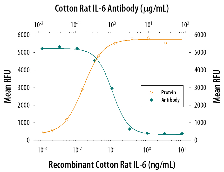 Recombinant Cotton Rat IL-6 (Catalog # 561-R6) stimulates proliferation in the T1165.85.2.1 mouse plasmacytoma cell line in a dose-dependent manner (orange line). Proliferation elicited by Recombinant Cotton Rat IL-6 (0.1 ng/mL) is neutralized (green line) by increasing concentrations of Mouse Anti-Cotton Rat IL-6 Monoclonal Antibody (Catalog # MAB561). The ND50 is typically 3-15 µg/mL.