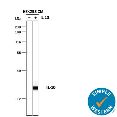 Simple Western lane view shows conditioned media of HEK293 human embryonic kidney cell line either mock transfected or transfected with human IL-10, loaded at 0.2 mg/mL. A specific band was detected for IL-10 at approximately 23 kDa (as indicated) using 10 µg/mL of Goat Anti-Human IL-10 Polyclonal Antibody (Catalog # AB-217-NA) followed by 1:50 dilution of HRP-conjugated Anti-Goat IgG Secondary Antibody (Catalog # HAF109). This experiment was conducted under reducing conditions and using the 12-230 kDa separation system.