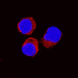 <b>Biological Strategies Validation. </b>IL-10 was detected in immersion fixed equine peripheral blood mononuclear cells (PBMCs) treated with calcium ionomycin and PMA using Goat Anti-Equine IL-10 Antigen Affinity-purified Polyclonal Antibody (Catalog # AF1605) at 15 µg/mL for 3 hours at room temperature. Cells were stained using the NorthernLights™ 557-conjugated Anti-Goat IgG Secondary Antibody (red; Catalog # NL001) and counterstained with DAPI (blue). Specific staining was localized to cytoplasm. View our protocol for Fluorescent ICC Staining of Non-adherent Cells.