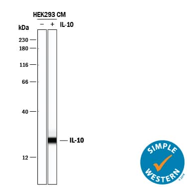 Simple Western lane view shows conditioned media of HEK293 human embryonic kidney cell line either mock transfected or transfected with human IL-10, loaded at 0.2 mg/mL. A specific band was detected for IL-10 at approximately 23 kDa (as indicated) using 10 µg/mL of Goat Anti-Human IL-10 Antigen Affinity-purified Polyclonal Antibody (Catalog # AF-217-NA) followed by 1:50 dilution of HRP-conjugated Anti-Goat IgG Secondary Antibody (Catalog # HAF109). This experiment was conducted under reducing conditions and using the 12-230 kDa separation system.