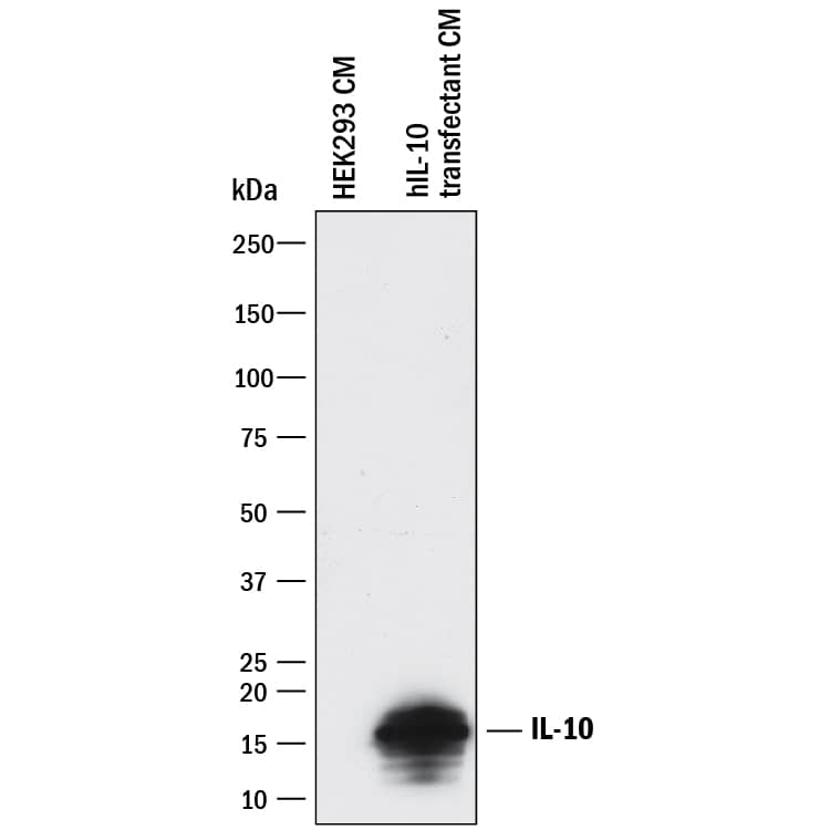 Western blot shows conditioned media of HEK293 human embryonic kidney cell line either mock transfected or transfected with human IL-10. PVDF membrane was probed with 1 µg/mL of Goat Anti-Human IL-10 Antigen Affinity-purified Polyclonal Antibody (Catalog # AF-217-NA) followed by HRP-conjugated Anti-Goat IgG Secondary Antibody (Catalog # HAF017). A specific band was detected for IL-10 at approximately 16 kDa (as indicated). This experiment was conducted under reducing conditions and using Immunoblot Buffer Group 1.