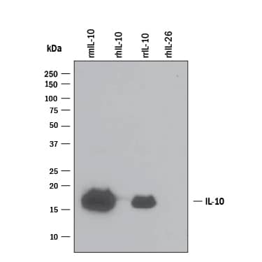 Western blot shows 25 ng of Recombinant Mouse IL-10 (Catalog # 417-ML), Recombinant Human IL-10 (Catalog # 217-IL), Recombinant Rat IL-10 (Catalog # 522-RLB), and Recombinant Human IL-26/AK155 Monomer (Catalog # 1375-IL). PVDF Membrane was probed with 0.1 µg/mL of Goat Anti-Mouse IL-10 Antigen Affinity-purified Polyclonal Antibody (Catalog # AF-417-NA) followed by HRP-conjugated Anti-Goat IgG Secondary Antibody (Catalog # HAF109). A specific band was detected for IL-10 at approximately 16 kDa (as indicated). This experiment was conducted under reducing conditions and using Immunoblot Buffer Group 3.