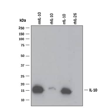 Western Blot IL-10 Antibody [Unconjugated]