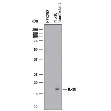 Western blot shows lysates of HEK293 human embryonic kidney cell line either mock transfected or transfected with human IL-10. PVDF membrane was probed with 2 µg/mL of Mouse Anti-Human IL-10 Monoclonal Antibody (Catalog # MAB2171R) followed by HRP-conjugated Anti-Mouse IgG Secondary Antibody (Catalog # HAF018). A specific band was detected for IL-10 at approximately 17 kDa (as indicated). This experiment was conducted under reducing conditions and using Immunoblot Buffer Group 1.