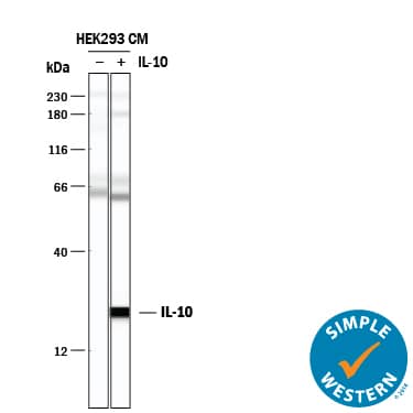 Simple Western IL-10 Antibody (23738) [Unconjugated]