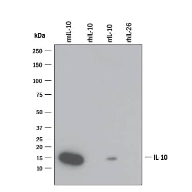 Western Blot IL-10 Antibody (JES052A5) [Unconjugated]