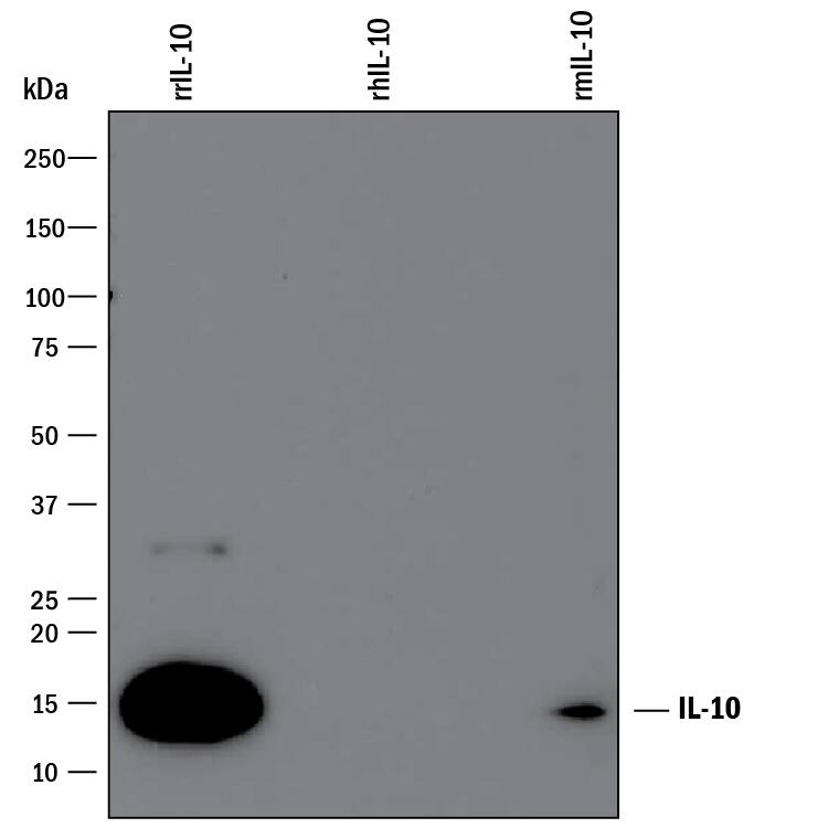 Western blot shows 25 ng of Recombinant Rat IL-10 (Catalog # 522-RLB), Recombinant Human IL-10 (Catalog # 217-IL) and Recombinant Mouse IL-10 (Catalog # 417-ML). PVDF Membrane was probed with 1 µg/mL of Mouse Anti-Rat IL-10 Monoclonal Antibody (Catalog # MAB519) followed by HRP-conjugated Anti-Mouse IgG Secondary Antibody (Catalog # HAF007). A specific band was detected for IL-10 at approximately 15 kDa (as indicated). This experiment was conducted under reducing conditions and using Immunoblot Buffer Group 3.