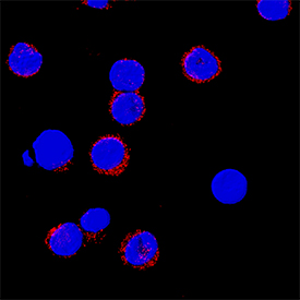 <b>Biological Strategies Validation. </b>IL-12/IL-35 p35 was detected in immersion fixed human peripheral blood mononuclear cells (PBMCs) using Rabbit Anti-Human IL-12/IL-35 p35 Monoclonal Antibody (Catalog # MAB15701) at 8 µg/mL for 3 hours at room temperature. Cells were stained using the NorthernLights™ 557-conjugated Anti-Rabbit IgG Secondary Antibody (red; Catalog # NL004) and counterstained with DAPI (blue). Specific staining was localized to cytoplasm. View our protocol for Fluorescent ICC Staining of Non-adherent Cells.
