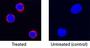 IL-12/IL-23 p40 was detected in immersion fixed feline peripheral blood mononuclear cells (PBMCs) stimulated with PMA and calcium ionomycin using Goat Anti-Feline IL-12/IL-23 p40 Antigen Affinity-purified Polyclonal Antibody (Catalog # AF1954) at 15 µg/mL for 3 hours at room temperature. Cells were stained using the NorthernLights™ 557-conjugated Anti-Goat IgG Secondary Antibody (red; Catalog # NL001) and counterstained with DAPI (blue). Specific staining was localized to cytoplasm. View our protocol for Fluorescent ICC Staining of Non-adherent Cells.