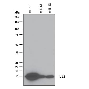 Western blot shows 25 ng of Recombinant Rat IL-13 (Catalog # 1945-RL), Recombinant Human IL-13 (Catalog # 213-ILB) and Recombinant Mouse IL-13 (Catalog # 413-ML). PVDF Membrane was probed with 0.1 µg/mL of Goat Anti-Rat IL-13 Antigen Affinity-purified Polyclonal Antibody (Catalog # AF1945) followed by HRP-conjugated Anti-Goat IgG Secondary Antibody (Catalog # HAF109). A specific band was detected for IL-13 at approximately 10 kDa (as indicated). This experiment was conducted under reducing conditions and using Immunoblot Buffer Group 3.