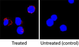IL-13 was detected in immersion fixed rat splenocytes treated with PHA using Mouse Anti-Rat IL-13 Biotinylated Monoclonal Antibody (Catalog # BAM1945) at 25 µg/mL for 3 hours at room temperature. Cells were stained using the NorthernLights™ 557-conjugated Streptavidin (red; Catalog # NL999) and counterstained with DAPI (blue). Specific staining was localized to cytoplasm. View our protocol for Fluorescent ICC Staining of Non-adherent Cells.