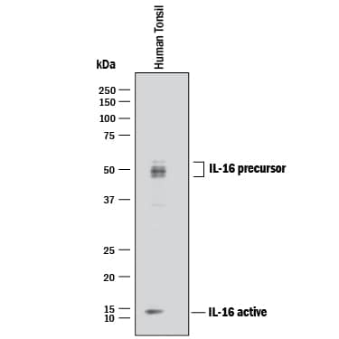 Western Blot IL-16 Antibody [Unconjugated] - C-terminal Peptide
