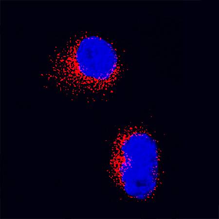<b>Biological Strategies Validation. </b>IL-17F was detected in immersion fixed human T helper 17 cells using Mouse Anti-Human IL-17F Monoclonal Antibody (Catalog # MAB13351) at 25 µg/mL for 3 hours at room temperature. Cells were stained using the NorthernLights™ 557-conjugated Anti-Mouse IgG Secondary Antibody (red; Catalog # NL007) and counterstained with DAPI (blue). Specific staining was localized to cytoplasm. View our protocol for Fluorescent ICC Staining of Cells on Coverslips.