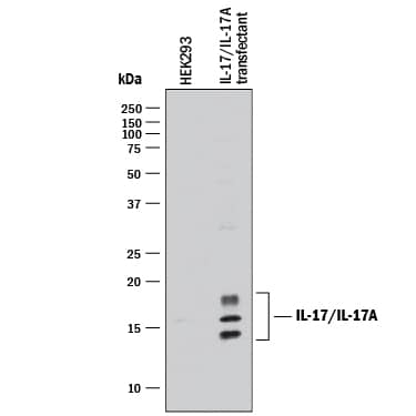 Western blot shows lysates of HEK293 human embryonic kidney cell line either mock transfected or transfected with human IL-17/IL-17A. PVDF membrane was probed with 1 µg/mL of Mouse Anti-Human IL-17/IL-17A Monoclonal Antibody (Catalog # MAB3171R) followed by HRP-conjugated Anti-Mouse IgG Secondary Antibody (Catalog # <a class=