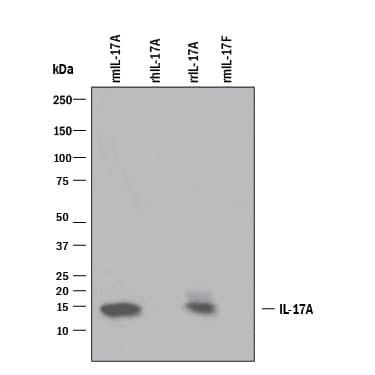Western blot shows 25 ng of Recombinant Mouse IL-17/ IL-17A (Catalog # 421-ML), Recombinant Human IL-17/IL-17A (Catalog # 317-ILB), Recombinant Rat IL-17/IL-17A (Catalog # 8410-IL), and Recombinant Mouse IL-17F (Catalog # 2057-IL). PVDF Membrane was probed with 1 µg/mL of Rat Anti-Mouse IL-17/ IL-17A Monoclonal Antibody (Catalog # MAB421) followed by HRP-conjugated Anti-Rat IgG Secondary Antibody (Catalog # HAF005). A specific band was detected for IL-17/IL-17A at approximately 15 kDa (as indicated). This experiment was conducted under reducing conditions and using Immunoblot Buffer Group 3.