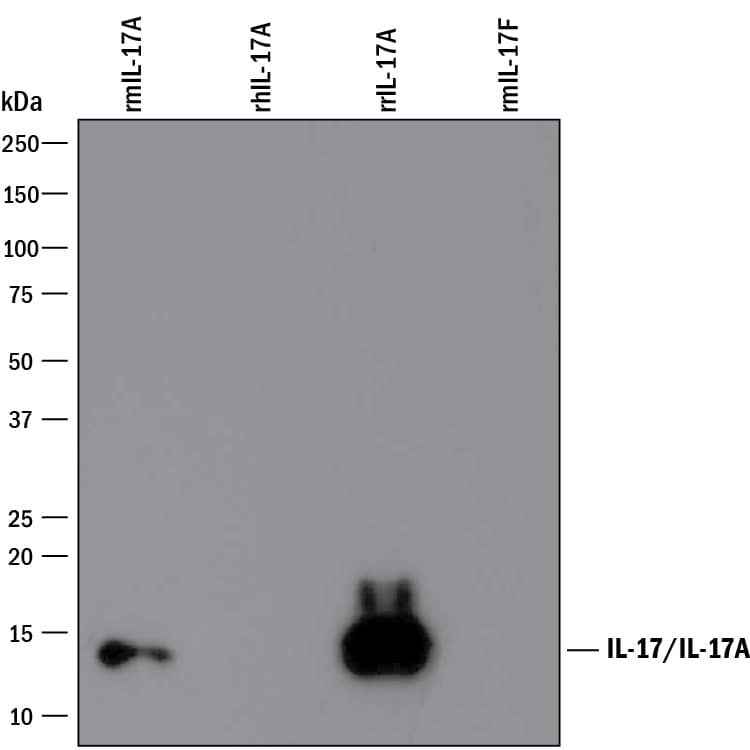 Western blot shows 25 ng of Recombinant Mouse IL-17/IL-17A (Catalog # 421-ML), Recombinant Human IL-17/IL-17A (Catalog # 317-ILB), Recombinant Rat IL-17/IL-17A (Catalog # 8410-IL), and Recombinant Mouse IL-17F (Catalog # 2057-IL). PVDF Membrane was probed with 1 µg/mL of Rat Anti-Mouse IL-17/IL-17A Monoclonal Antibody (Catalog # MAB721) followed by HRP-conjugated Anti-Rat IgG Secondary Antibody (Catalog # HAF005). A specific band was detected for IL-17/IL-17A at approximately 14 kDa (as indicated). This experiment was conducted under reducing conditions and using Immunoblot Buffer Group 3.