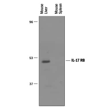 Western Blot IL-17RB Antibody [Unconjugated]