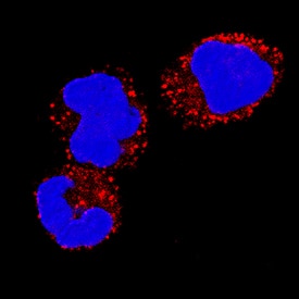 IL-18/IL-1F4 was detected in immersion fixed human peripheral blood mononuclear cells (PBMCs) using Goat Anti-Human/Rhesus Macaque IL-18/IL-1F4 Antigen Affinity-purified Polyclonal Antibody (Catalog # AF2548) at 5 µg/mL for 3 hours at room temperature. Cells were stained using the NorthernLights™ 557-conjugated Anti-Goat IgG Secondary Antibody (red; Catalog # NL001) and counterstained with DAPI (green). Specific staining was localized to cytoplasm. View our protocol for Fluorescent ICC Staining of Non-adherent Cells.