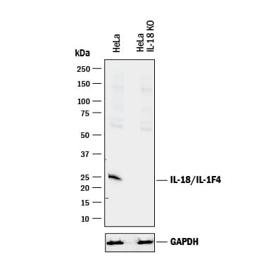 <b>Genetic Strategies Validation. </b>Western blot shows lysates of HeLa human cervical epithelial carcinoma parental cell line and IL-18/IL-1F4 knockout HeLa cell line (KO). PVDF membrane was probed with 1 µg/mL of Goat Anti-Human/Rhesus Macaque IL-18/IL-1F4 Antigen Affinity-purified Polyclonal Antibody (Catalog # AF2548) followed by HRP-conjugated Anti-Goat IgG Secondary Antibody (Catalog # HAF017). A specific band was detected for IL-18/IL-1F4 at approximately 25 kDa (as indicated) in the parental HeLa cell line, but is not detectable in knockout HeLa cell line. GAPDH (Catalog # AF5718) is shown as a loading control. This experiment was conducted under reducing conditions and using Immunoblot Buffer Group 1.