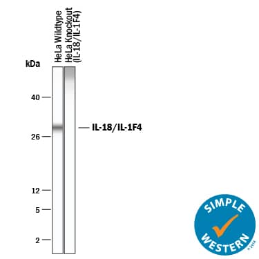 <b>Genetic Strategies Validation. </b>Simple Western lane view shows lysates of HeLa human cervical epithelial carcinoma parental cell line and IL-18/IL-1F4 knockout HeLa cell line, loaded at 0.2 mg/mL. A specific band was detected for IL-18/IL-1F4 at approximately 29 kDa (as indicated) in the HeLa parental cell line using 50 µg/mL of Goat Anti-Human/Rhesus Macaque IL-18/IL-1F4 Antigen Affinity-purified Polyclonal Antibody (Catalog # AF2548) followed by 1:50 dilution of HRP-conjugated Anti-Goat IgG Secondary Antibody (Catalog # HAF109). This experiment was conducted under reducing conditions and using the 2-40. kDa separation system.
