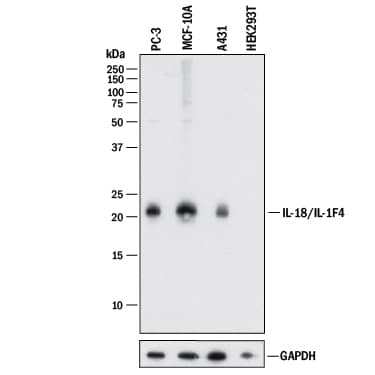 Western blot shows lysates of PC-3 human prostate cancer cell line, MCF 10A human breast epithelial cell line, A431 human epithelial carcinoma cell line, and HEK293T human embryonic kidney cell line (negative control cell line). PVDF membrane was probed with 0.5 µg/mL of Goat Anti-Human/Rhesus Macaque IL-18/IL-1F4 Antigen Affinity-purified Polyclonal Antibody (Catalog # AF2548) followed by HRP-conjugated Anti-Goat IgG Secondary Antibody (Catalog # HAF017). A specific band was detected for IL-18/IL-1F4 at approximately 22 kDa (as indicated). GAPDH (Catalog # AF5718) is shown as a loading control. This experiment was conducted under reducing conditions and using Immunoblot Buffer Group 1.